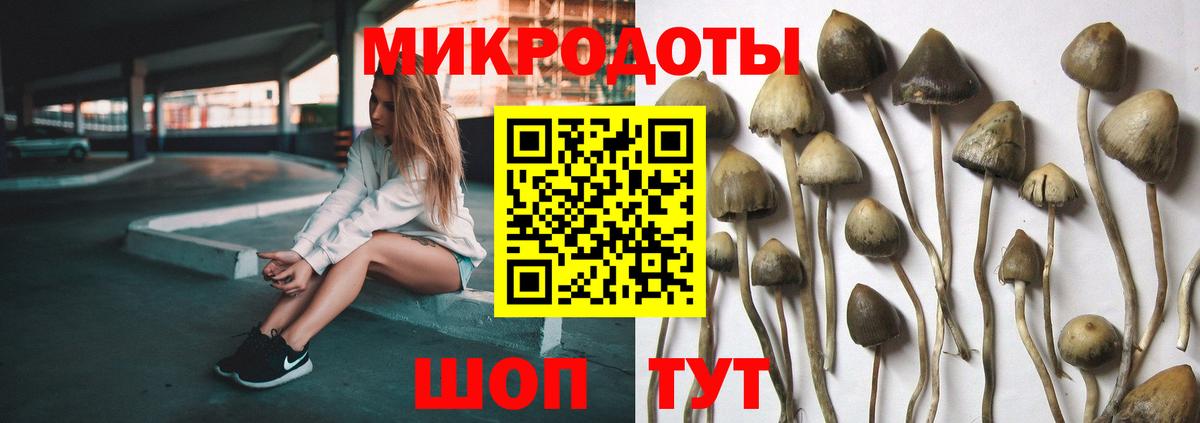 Галлюциногенные грибы Psilocybe Электрогорск